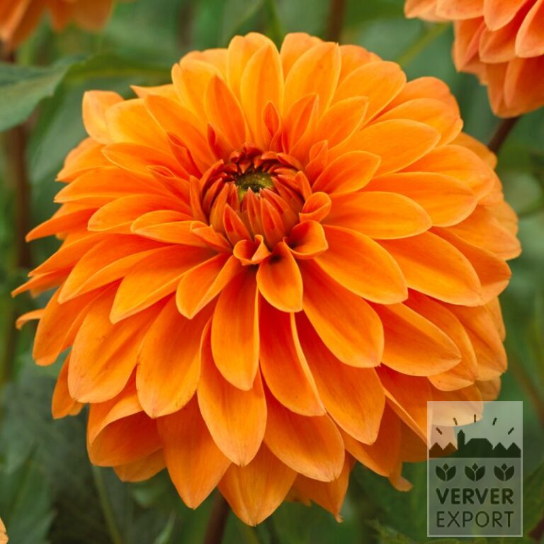 Dahlien 'Summer Flame' (22330)