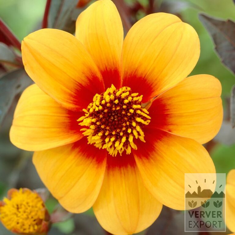 Dahlien 'Sunshine' (22331)