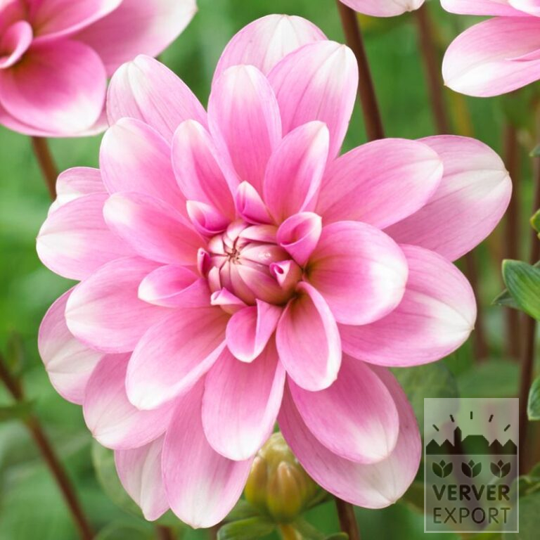 Dahlien 'Pink Perception' (22334)