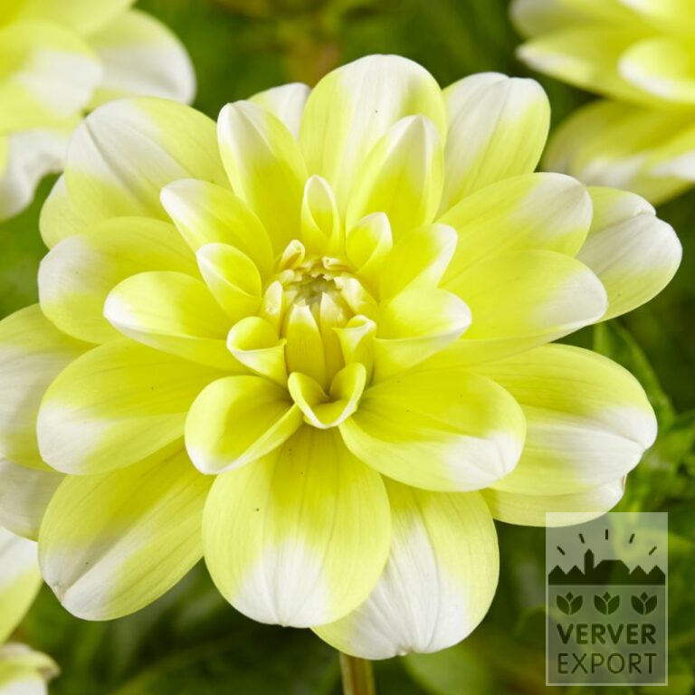 Dahlien 'Yellow Perception' (22335)