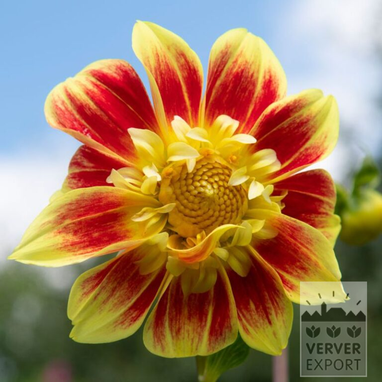 Dahlien Bio 'Charlie' (22336)
