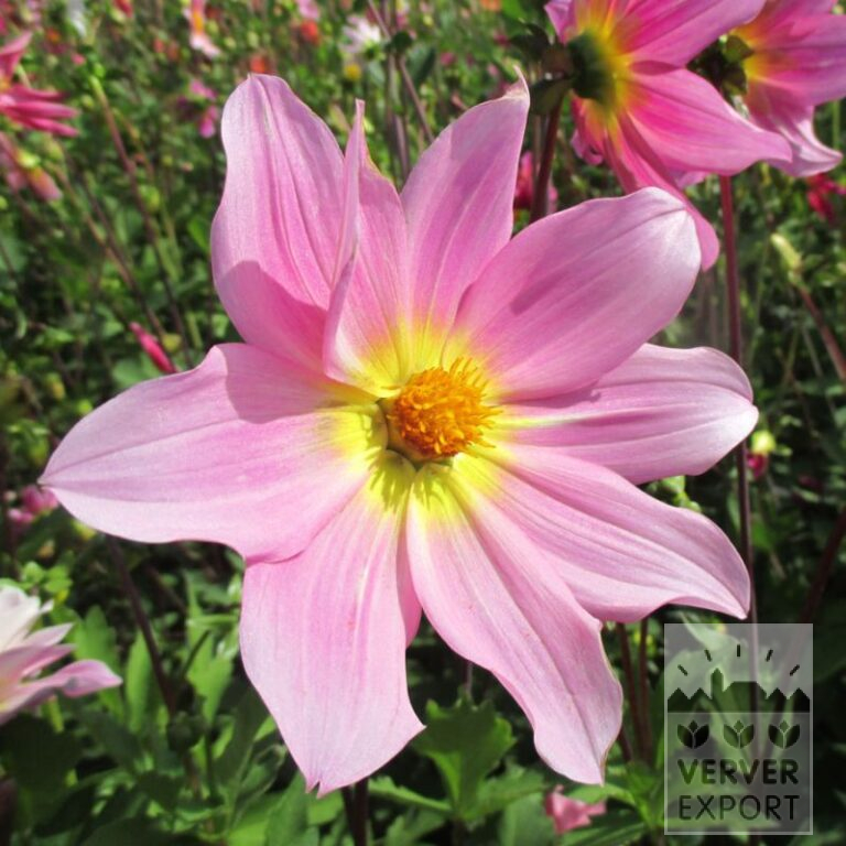 Dahlien Bio 'Delta' (22337)