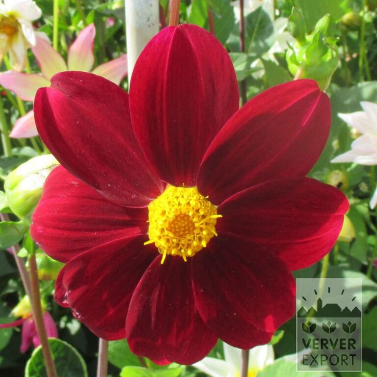 Dahlien Bio 'Foxtrot' (22339)