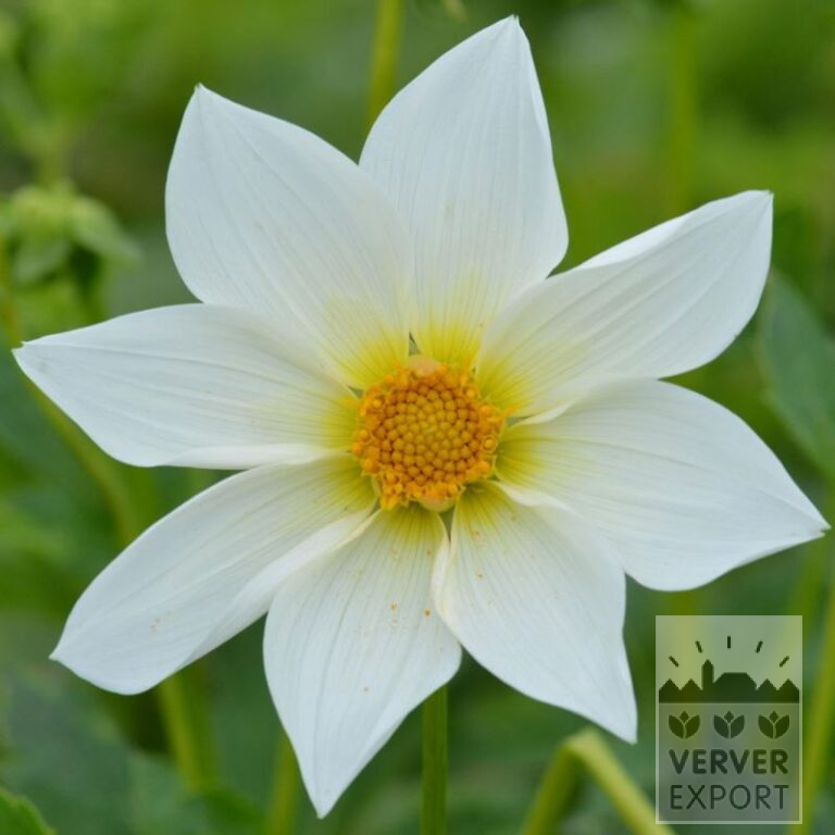 Dahlien Bio 'Justice' (22343)