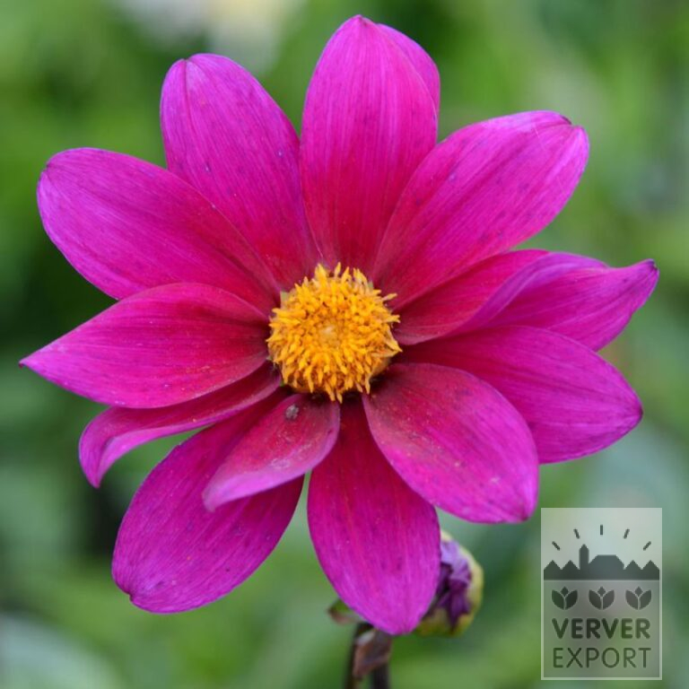 Dahlien Bio 'November' (22344)