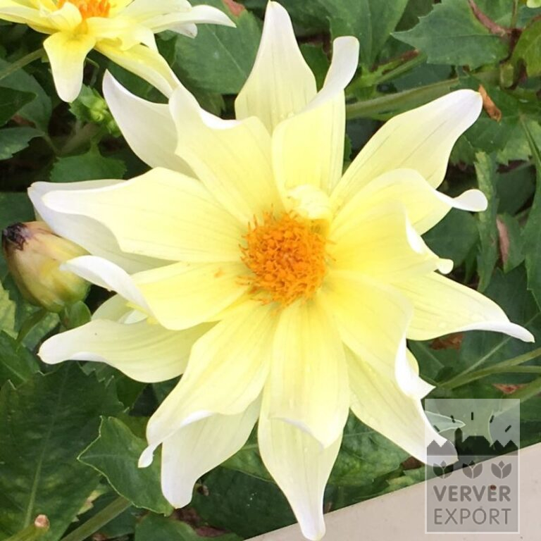 Dahlien 'Bella Estrella' (22345)