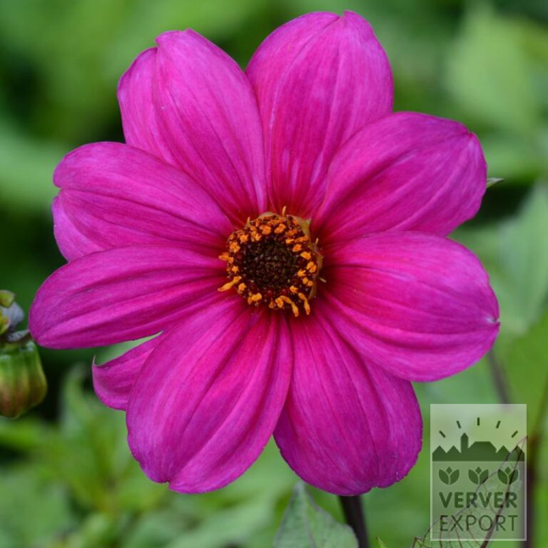 Dahlien Bio 'Yankee' (22346)