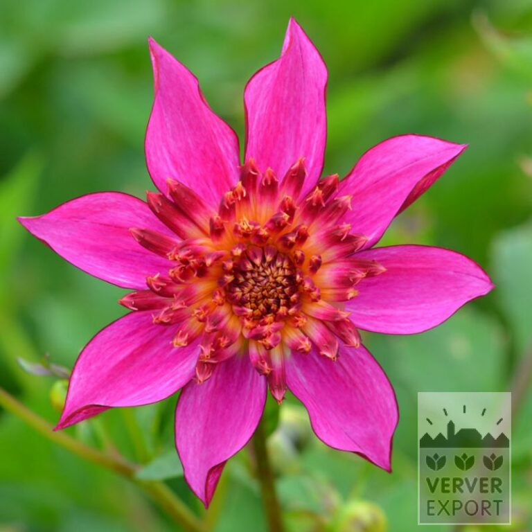 Dahlien 'Pink Starfish' (22352)
