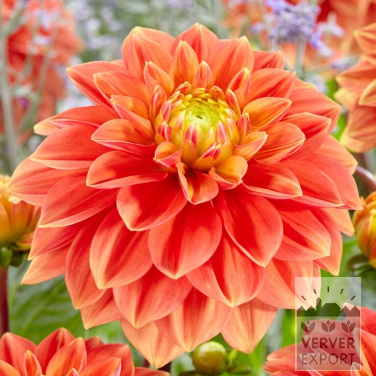 Dahlien 'Sunset Tropical' (22360)