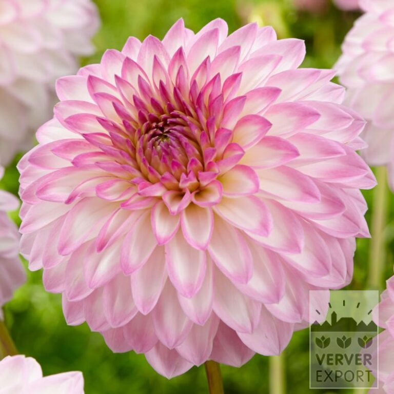 Dahlien 'Arbatax' (22362)