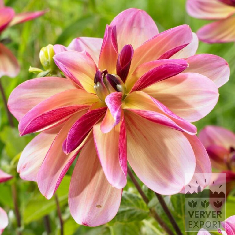 Dahlien 'Dark Butterfly' (22364)