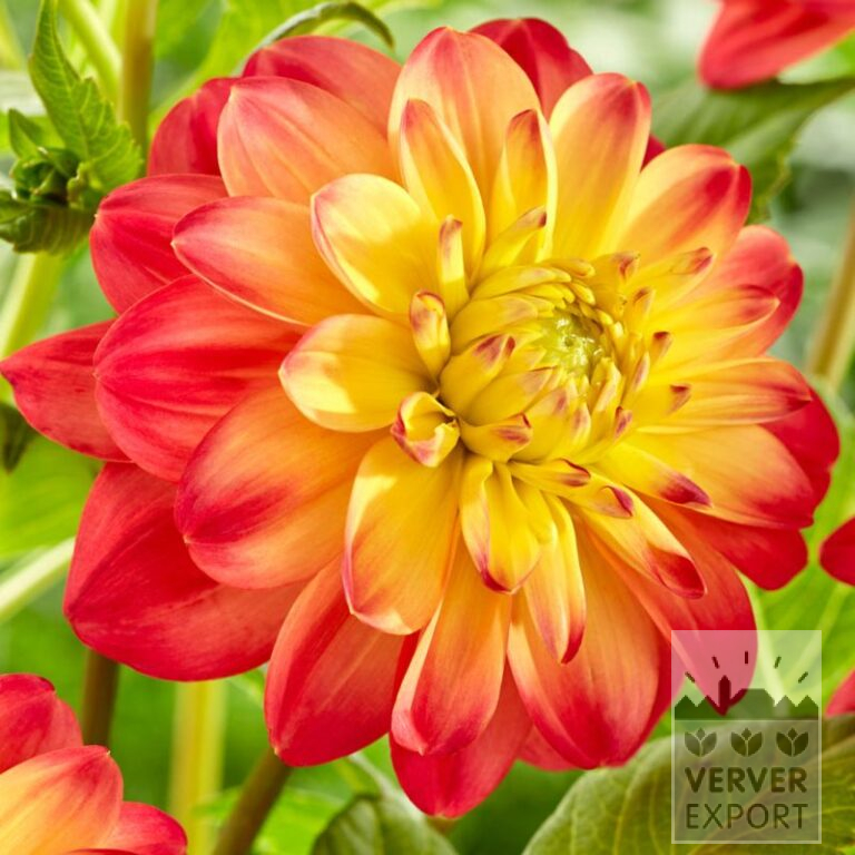 Dahlien 'Princess Erika' (22365)