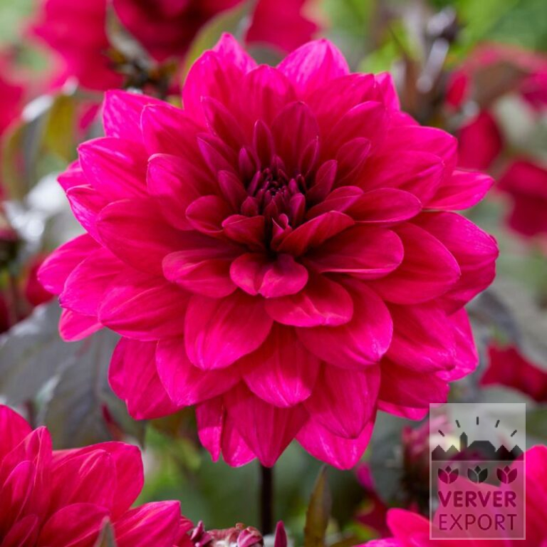 Dahlien 'Marcel Dassault' (22366)