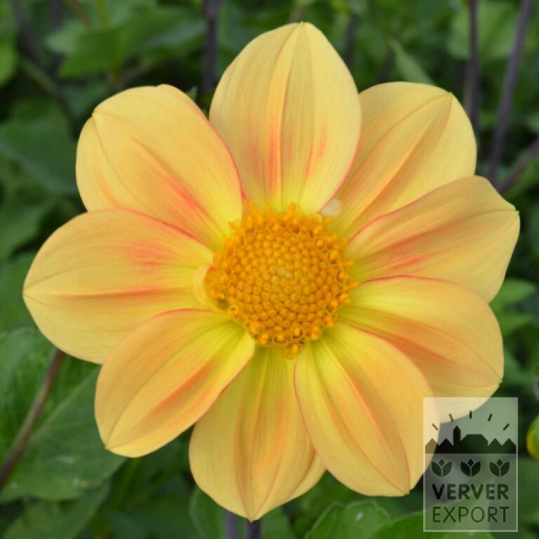 Dahlien Bio 'Claudius' (22367)