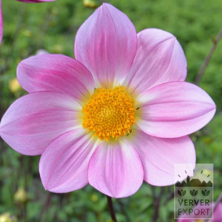 Dahlien Bio 'Helena' (22369)