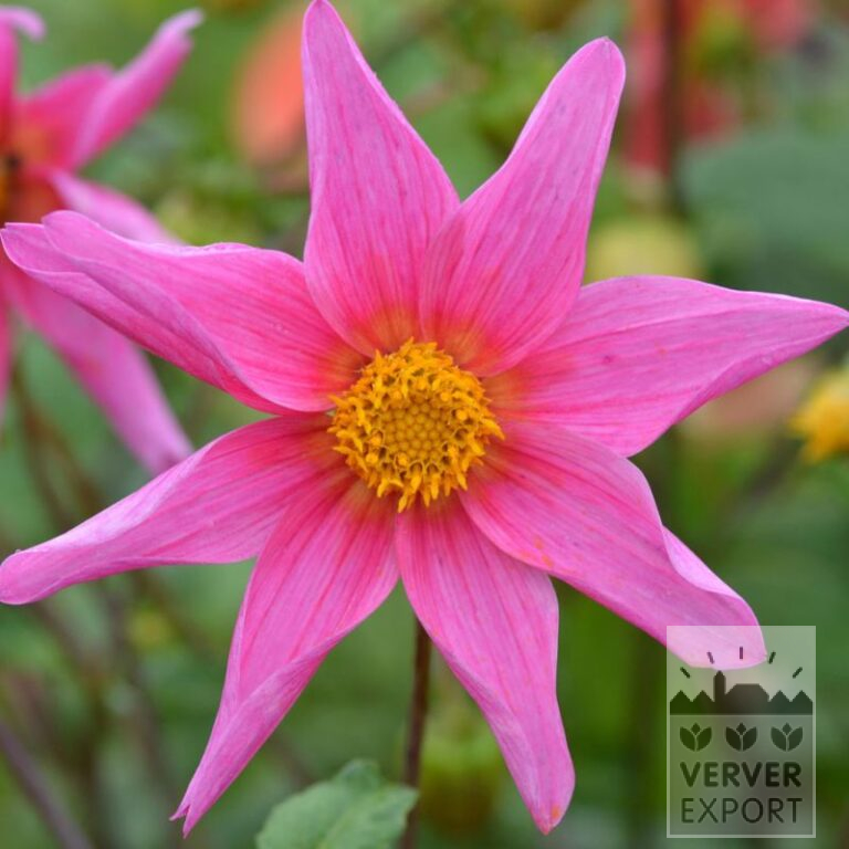Dahlien Bio 'Mama' (22370)