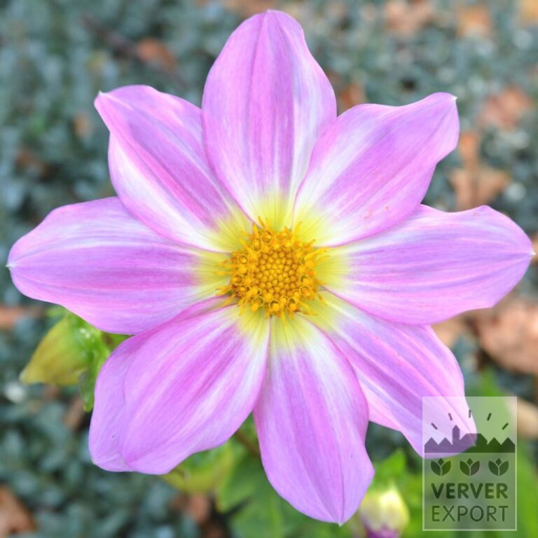 Dahlien Bio 'Oscar' (22371)