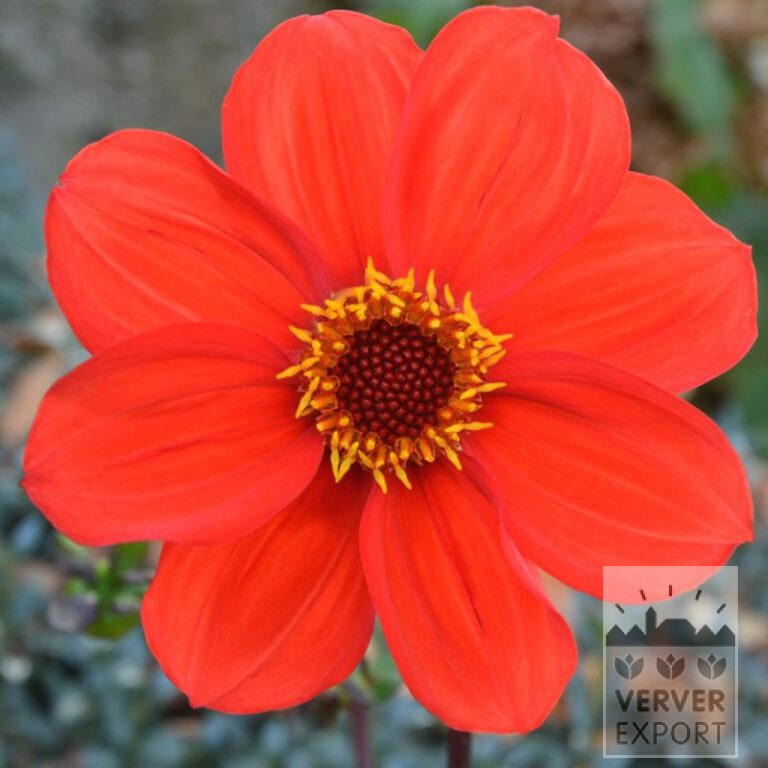 Dahlien Bio 'Papa' (22372)