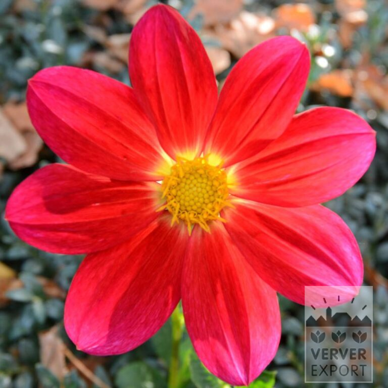 Dahlien Bio 'Tango' (22374)