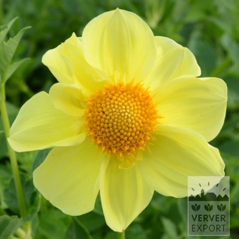 Dahlien Bio 'The Cheezer' (22375)