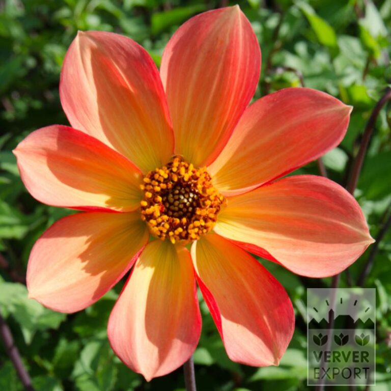 Dahlien Bio 'Unify' (22376)