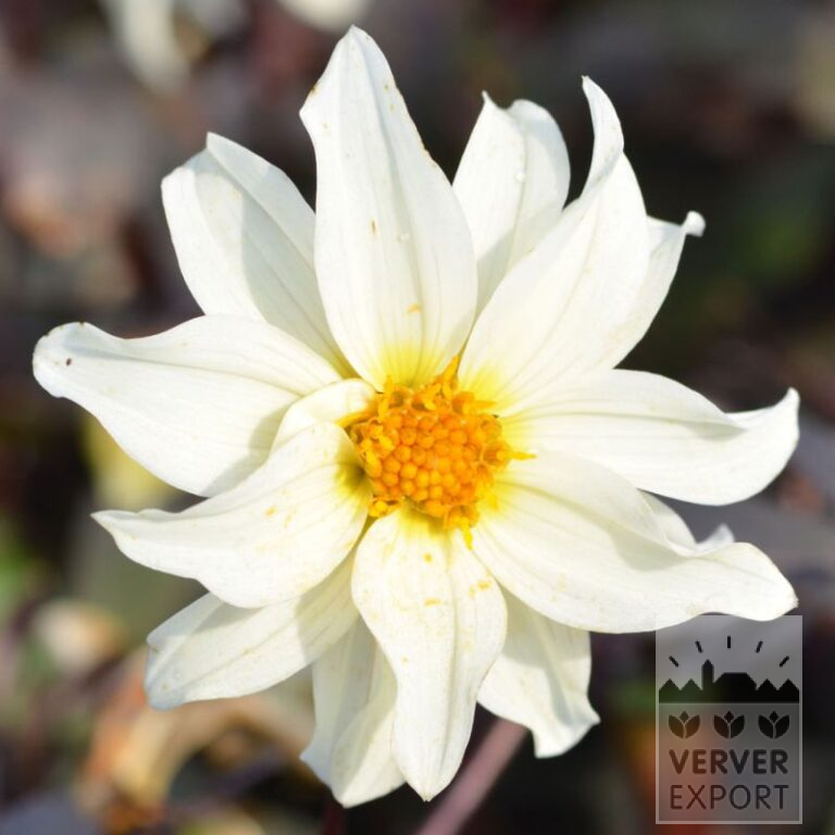 Dahlien 'Little Swan' (22378)