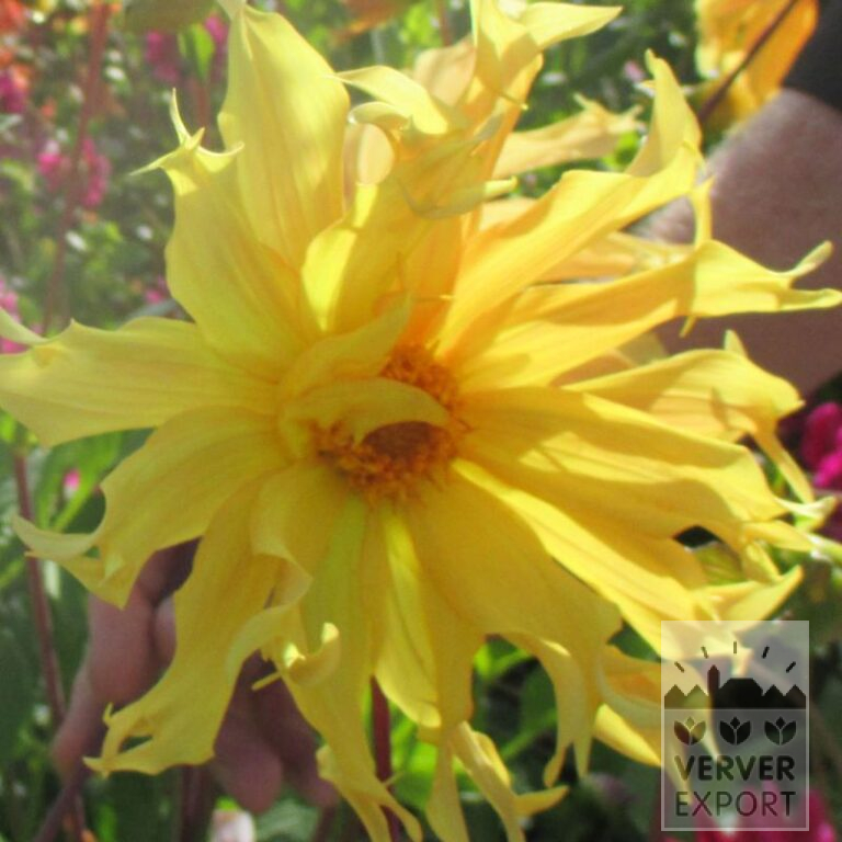 Dahlien 'Orange Web' (22379)