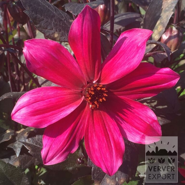 Dahlien 'Pride One' (22380)