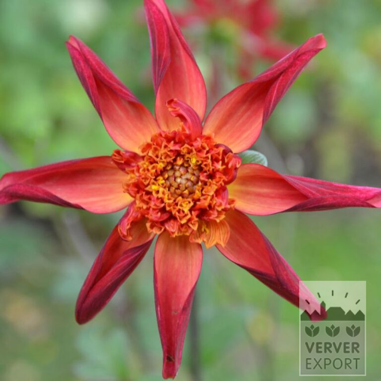Dahlien 'Red Starfish' (22381)