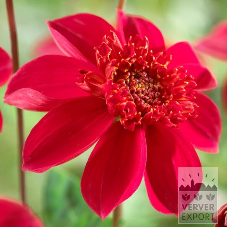 Dahlien 'Inca' (22382)