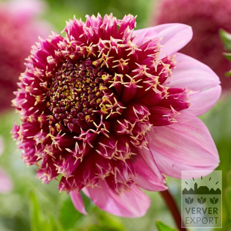 Dahlien 'Fenna Baay' (22383)