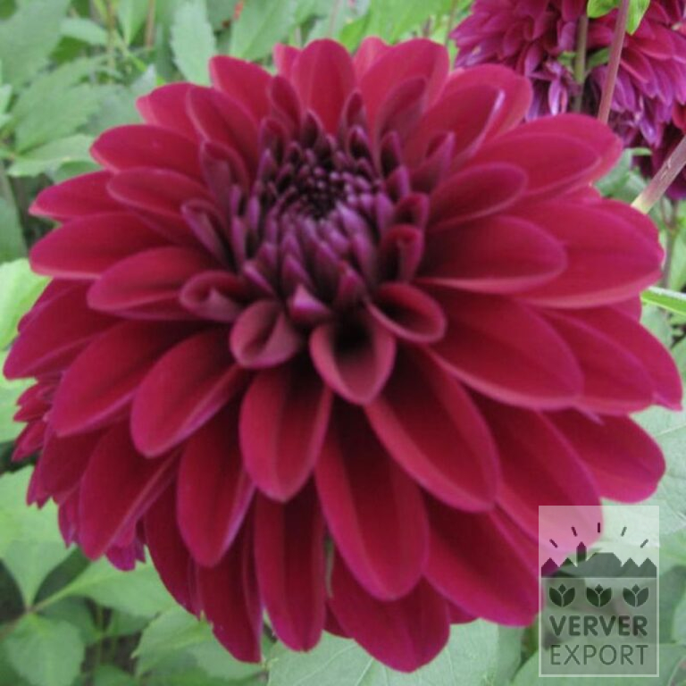 Dahlien 'Purple Coat' (22384)
