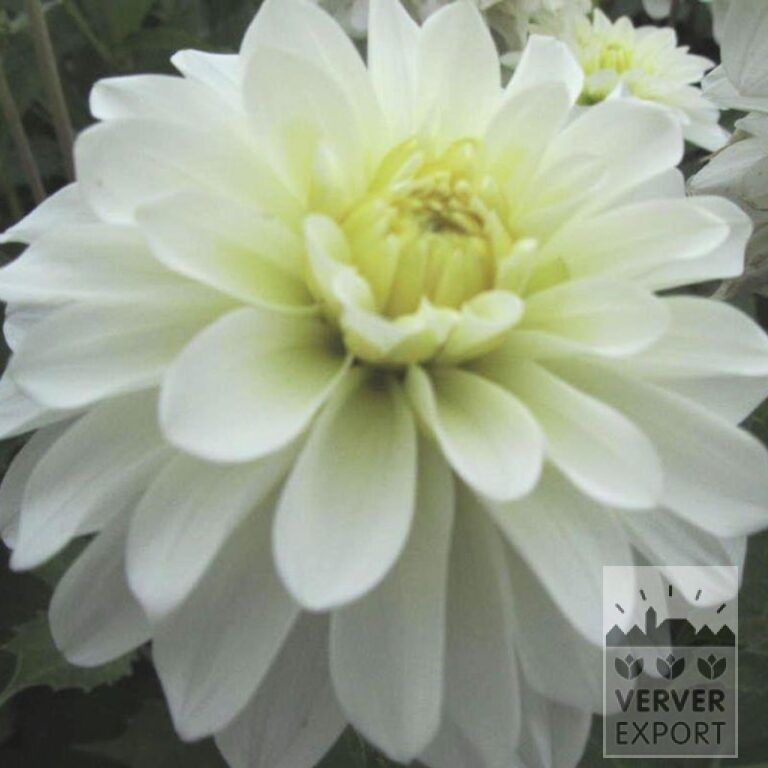 Dahlien 'White Coat' (22385)