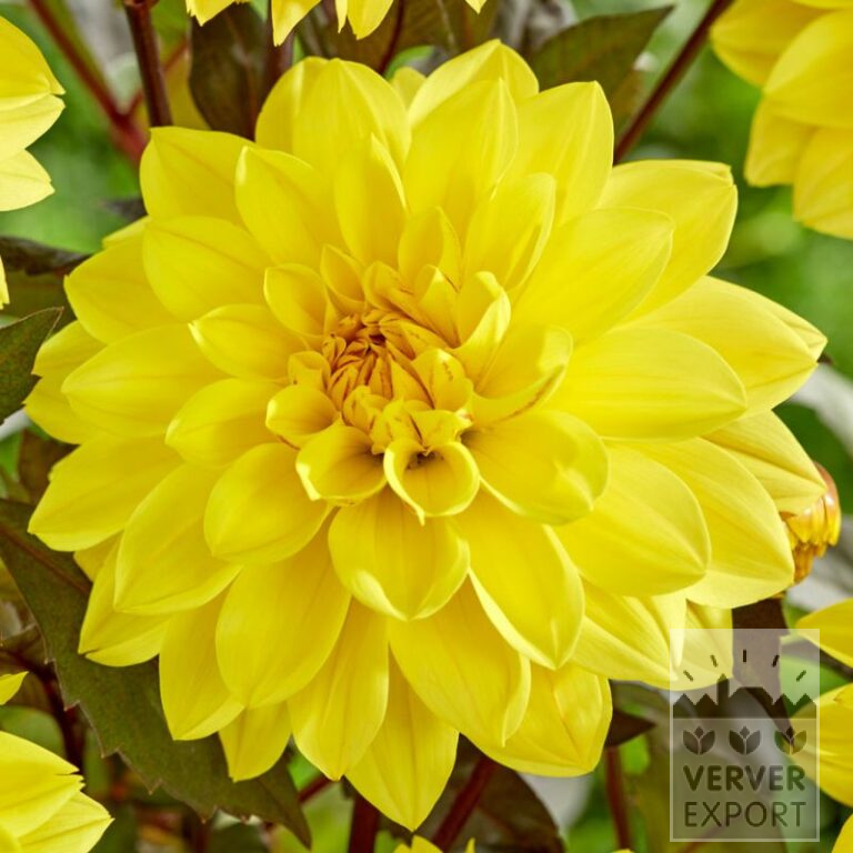 Dahlien 'Meteorite' (22388)