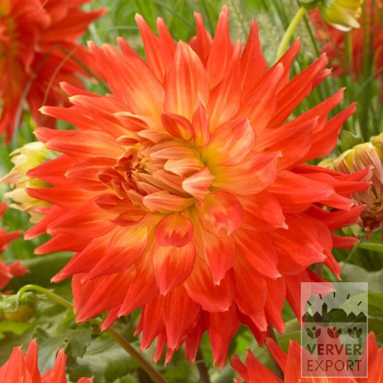 Dahlien 'Fired Up' (22389)