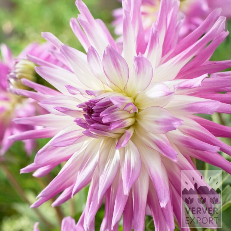 Dahlien 'Mingus Randy' (22390)