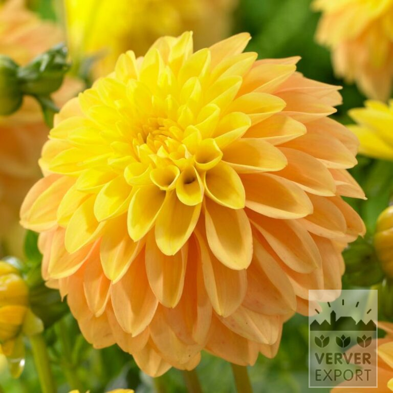 Dahlien 'Bocherell' (22391)