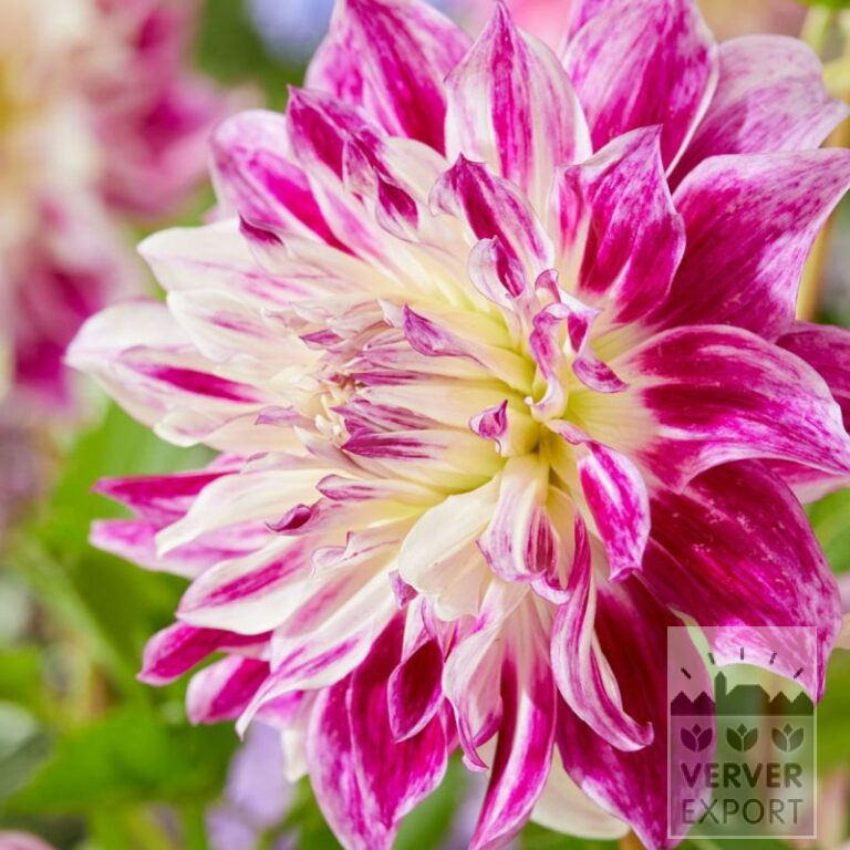 Dahlien 'Bristol Stripe' (22392)