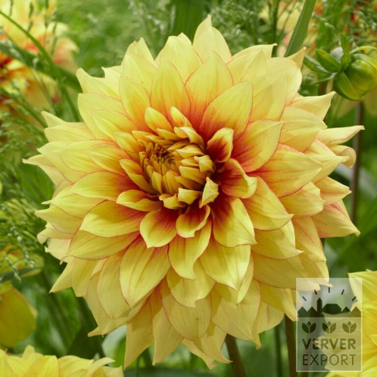 Dahlien 'Dazzling Sun' (22393)