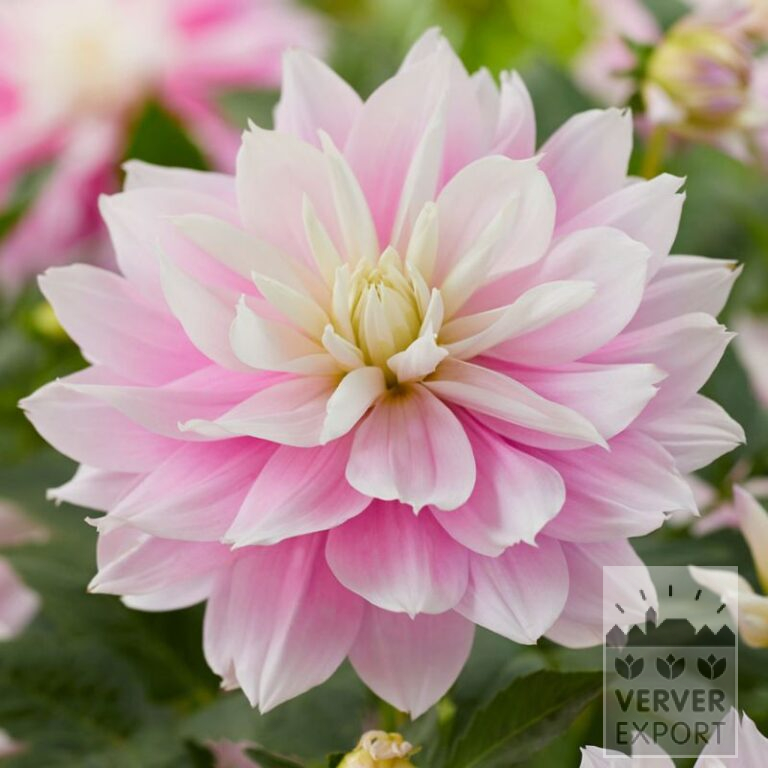 Dahlien 'Evanah' (22394)