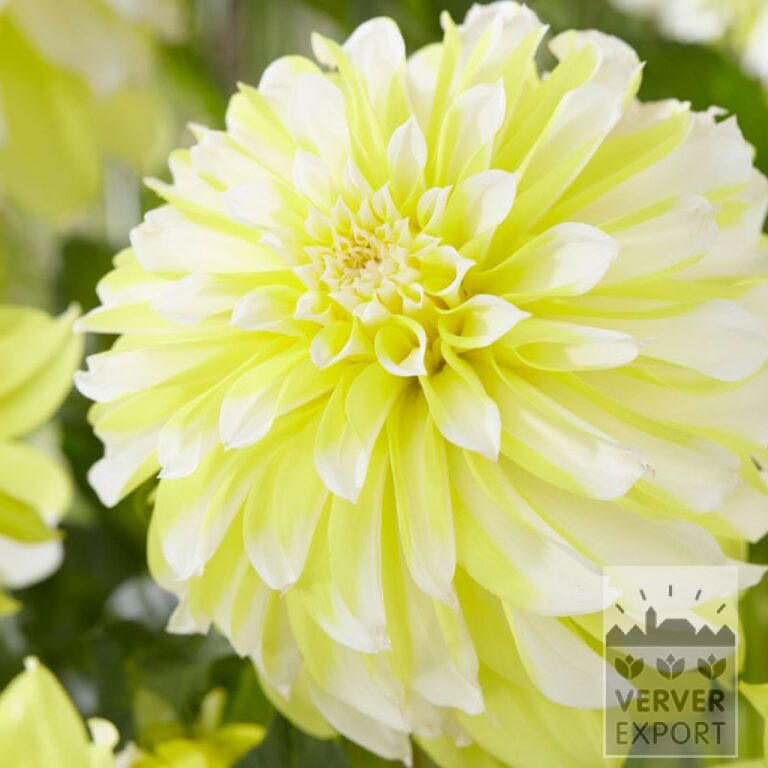 Dahlien 'Hollyhill Lemon Ice' (22395)