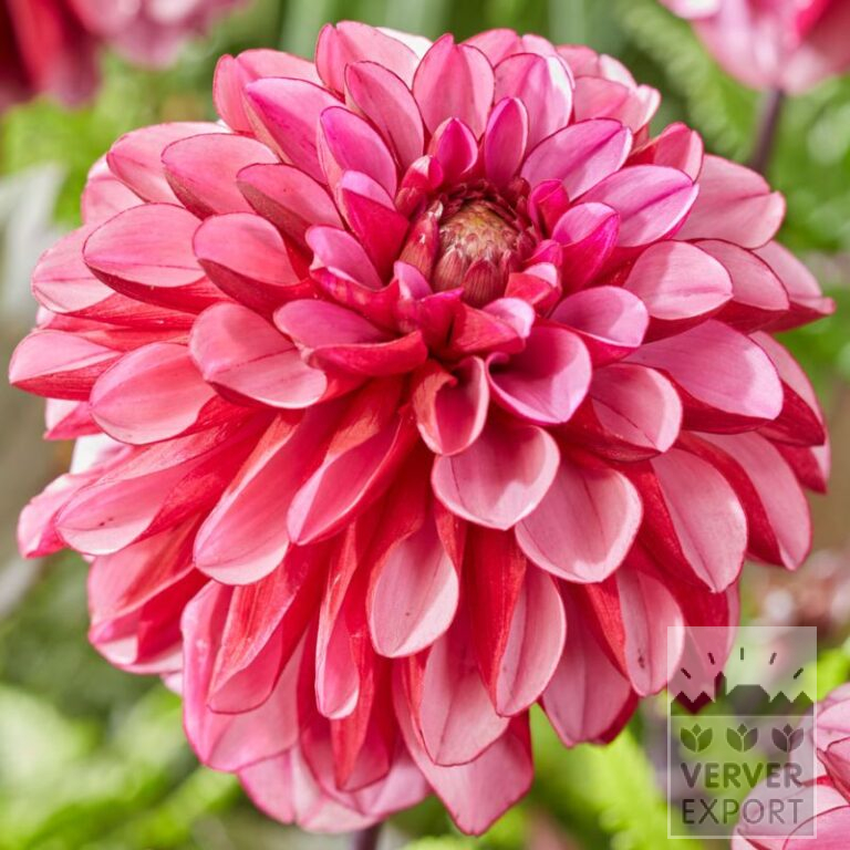 Dahlien 'Melissa' (22396)