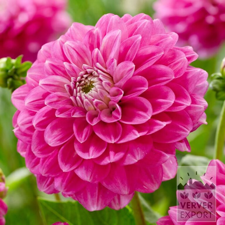 Dahlien 'Meva' (22397)