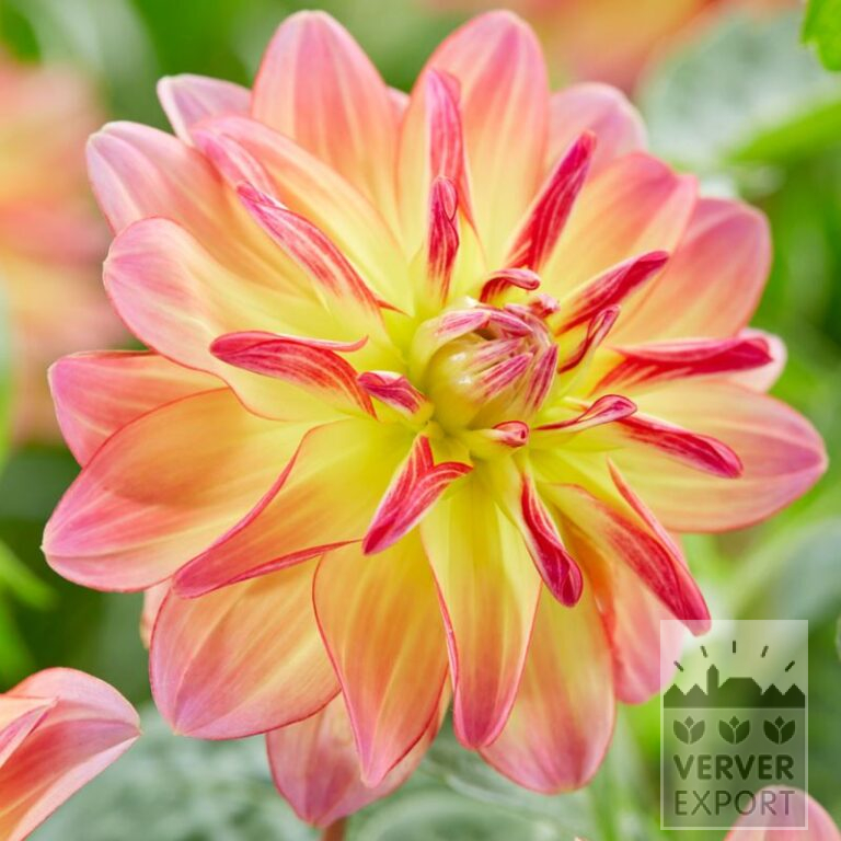 Dahlien 'Pacific Ocean' (22398)