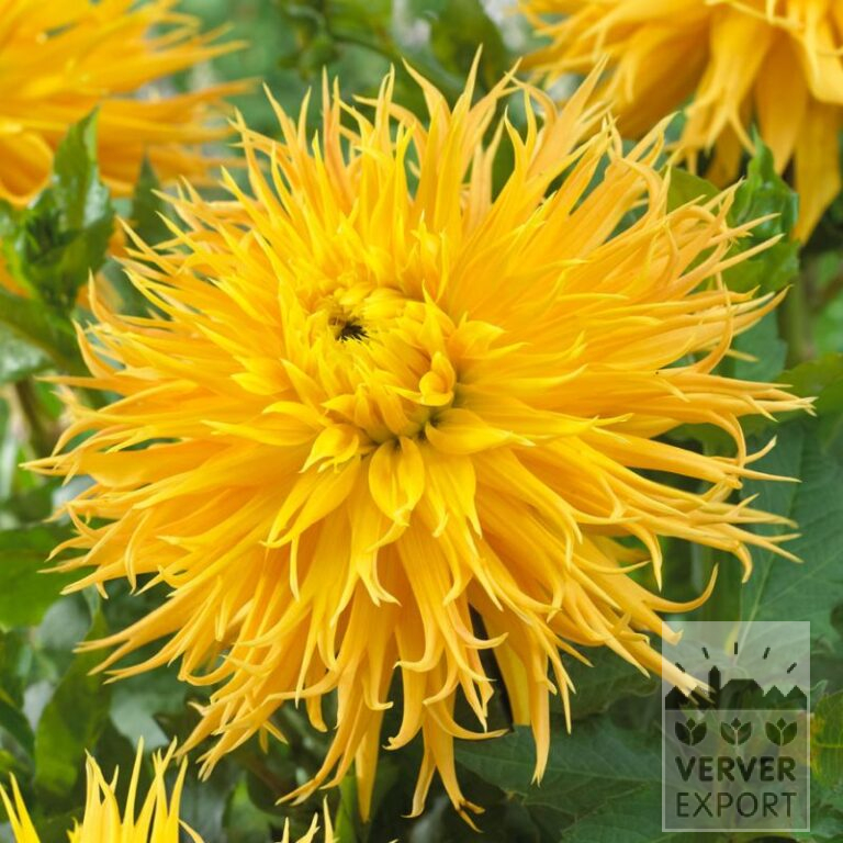 Dahlien 'Encore' (22399)
