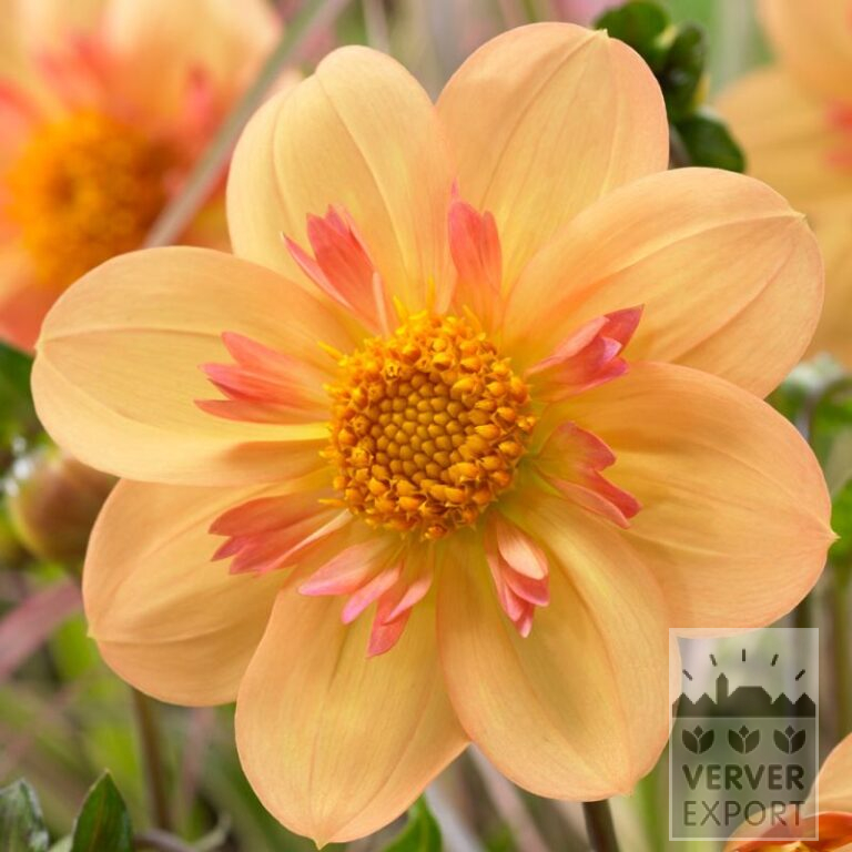 Dahlien 'Kelsey Annie Joy' (22400)