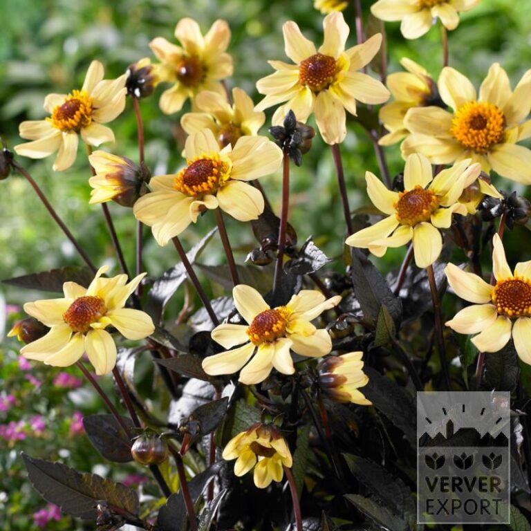 Dahlien 'Taxi Driver' (22401)