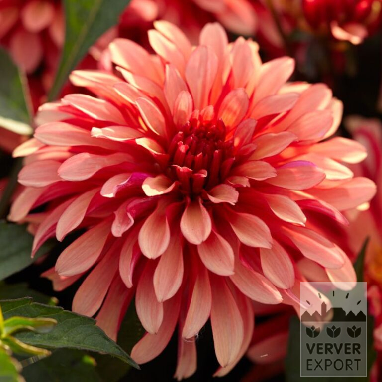 Dahlien 'Art Deco' (22402)
