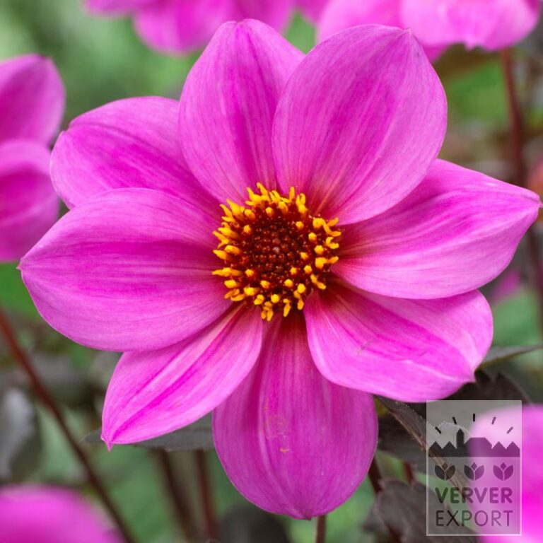 Dahlien 'Juliet' (22403)