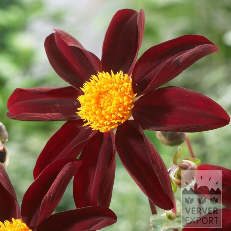 Dahlien Honka 'Dark' (22404)